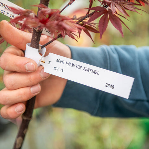 Simegarden Acer palmatum 'Sentinel' 30 cm