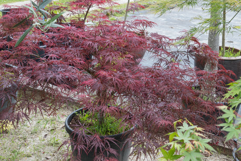 Simegarden Acero dissectum 30 cm