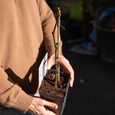 Simegarden Actinidia deliciosa 'Golden' femmina 15 cm