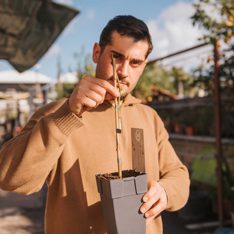 Simegarden Actinidia deliciosa 'Golden' femmina 15 cm