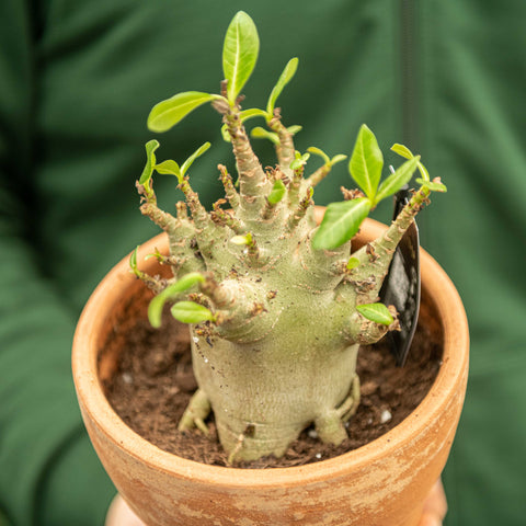 Simegarden Adenium arabicum 17 cm