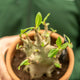 Simegarden Adenium arabicum 17 cm