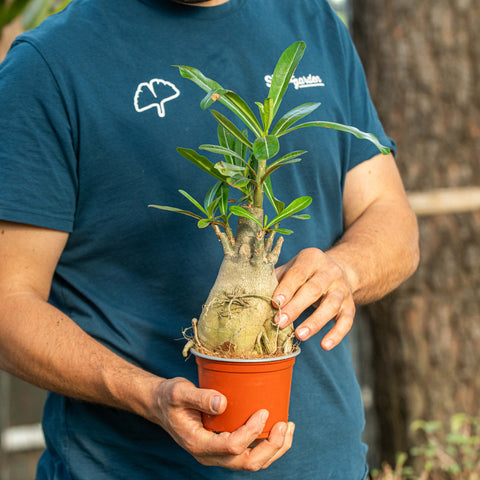 Simegarden Adenium obesum 12 cm - esemplare