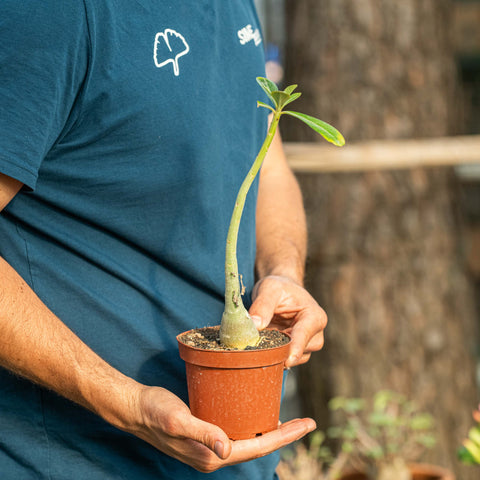 Simegarden Adenium obesum 12 cm - pianta giovane