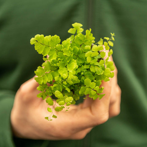 Simegarden Adiantum raddianum Fragrans