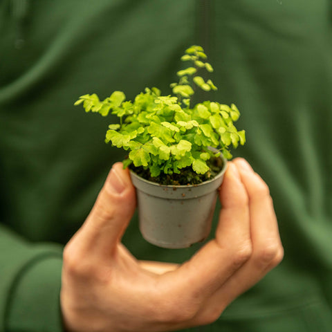 Simegarden Adiantum raddianum Fragrans 6 cm