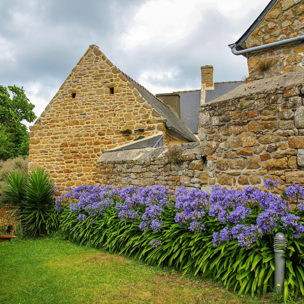 4 Piante Vere Di Agapanthus Africanus Blu E Bianco – Perenni Resistenti Da Esterno, Coltivate In Olanda, Per Giardino, Vasi E Balcone