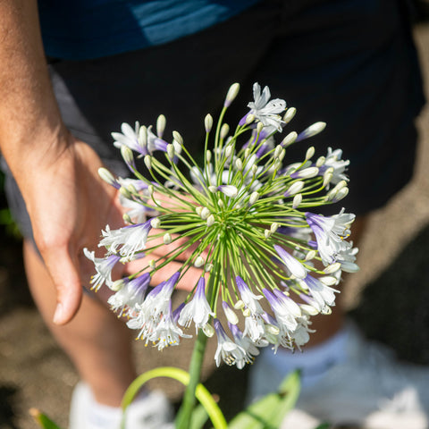 Simegarden Agapanthus fireworks