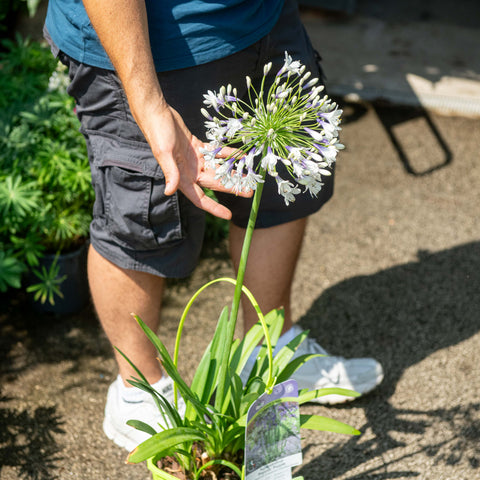 Simegarden Agapanthus fireworks