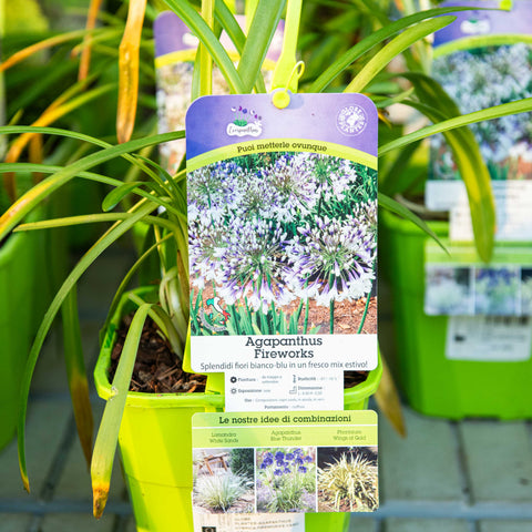 Simegarden Agapanthus fireworks 19 cm
