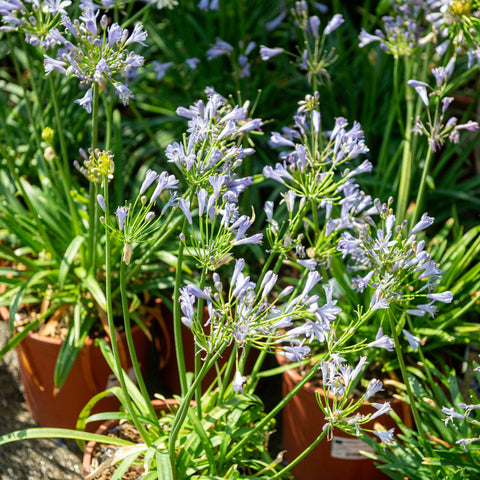 Simegarden Agapanthus summer love blue 24 cm