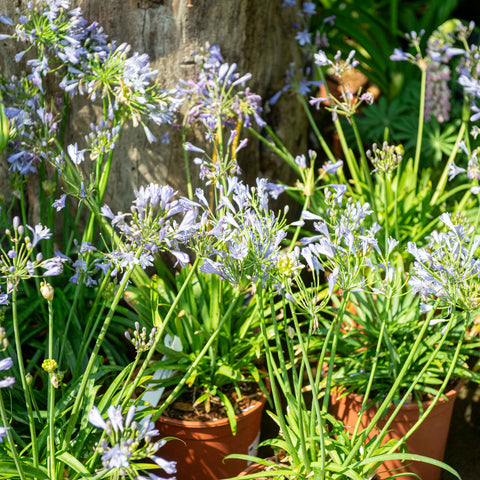 Simegarden Agapanthus summer love blue 24 cm