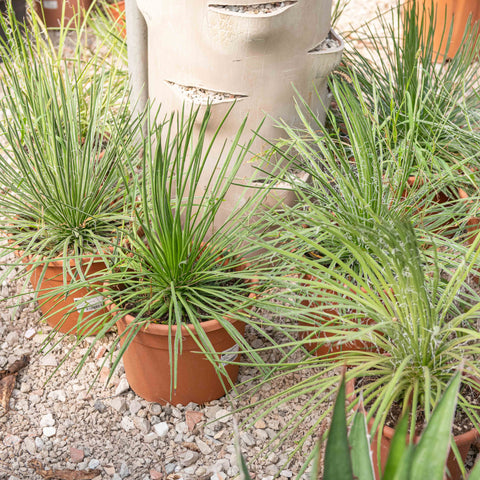 Simegarden Agave geminiflora 30 cm