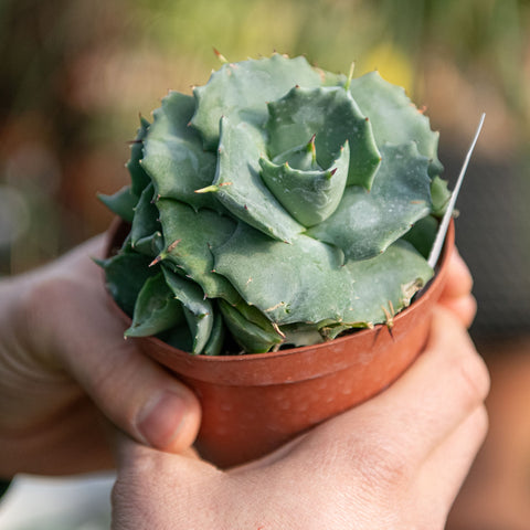 Simegarden Agave potatorum japan 10 cm