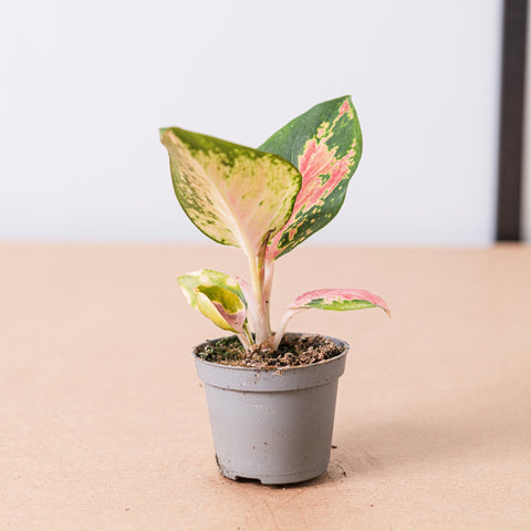 Simegarden Aglaonema china red