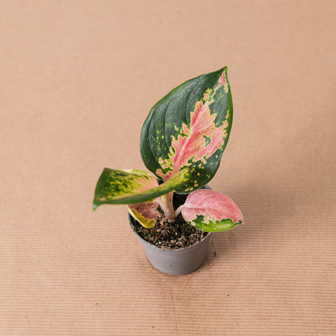 Simegarden Aglaonema china red