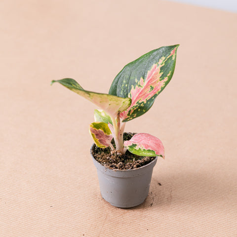 Simegarden Aglaonema china red