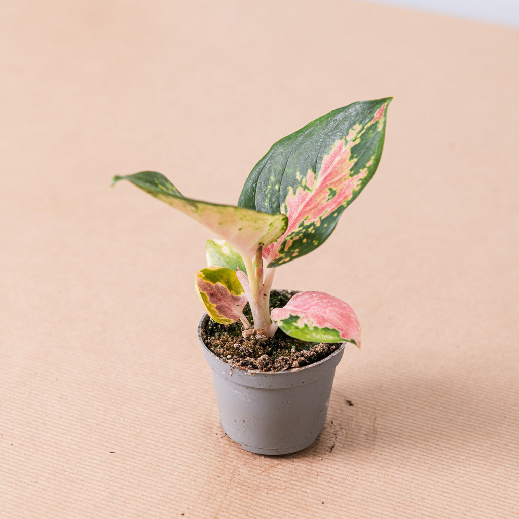 Aglaonema china red – Simegarden