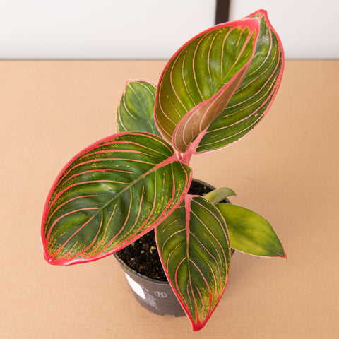 Simegarden Aglaonema khanza