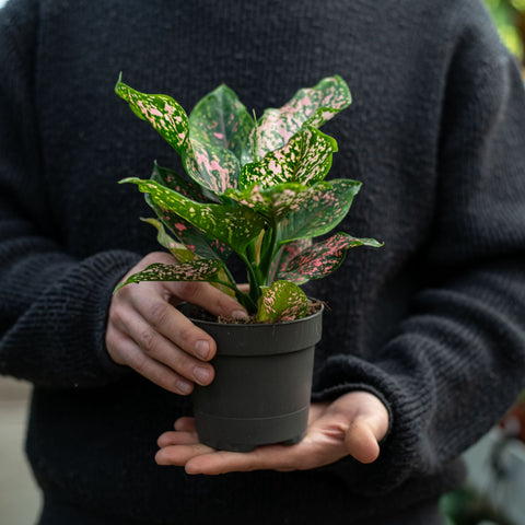 Simegarden Aglaonema pink leopard 12 cm