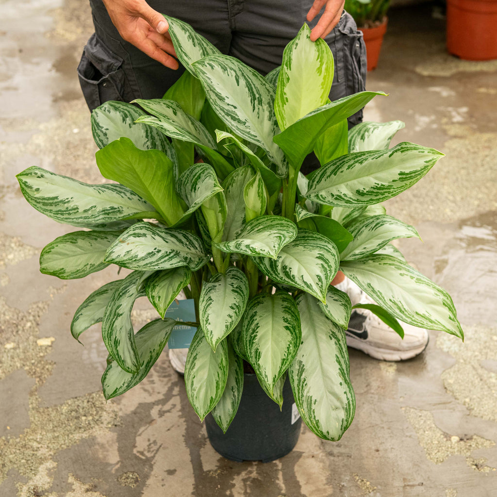 aglaonema pianta Aglaonema silver bay