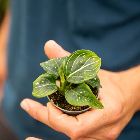 Simegarden Aglaonema Tom's Pride 6 cm