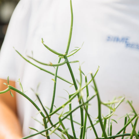 Simegarden Albero delle matite 12 cm