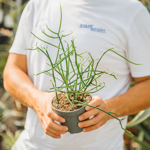 Simegarden Albero delle matite 12 cm