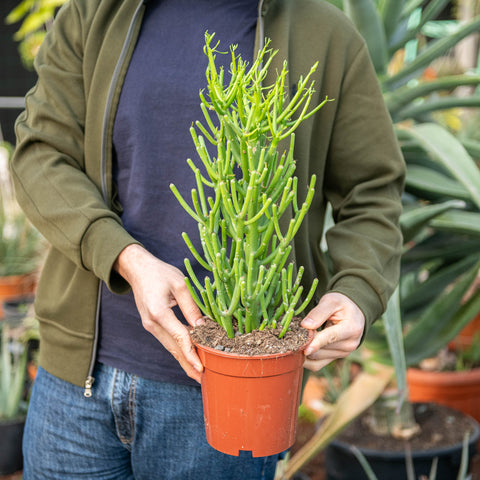 Simegarden Albero delle matite 17 cm