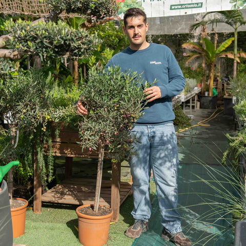 Simegarden Albero olivo 28 cm