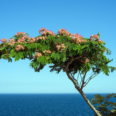 Simegarden Albizia julibrissin