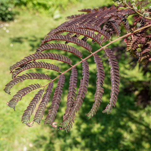 Albizia summer chocolate