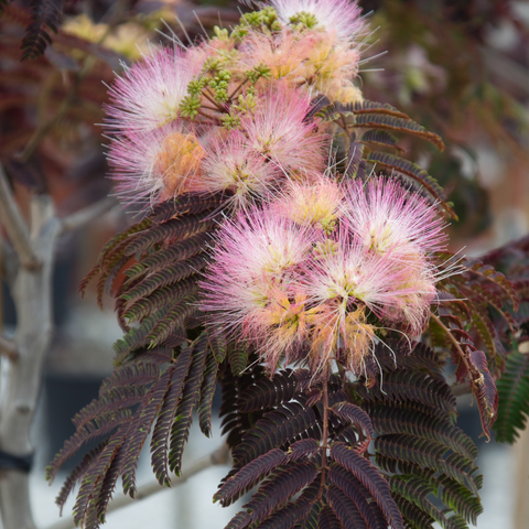 Albizia summer chocolate