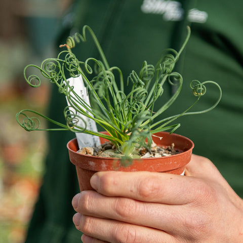 Simegarden Albuca spiralis 10.5 cm