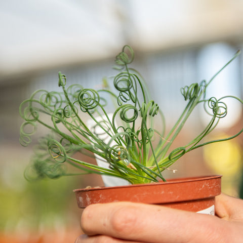 Simegarden Albuca spiralis