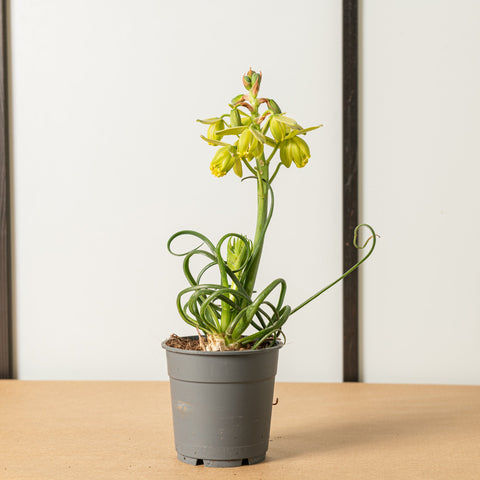 Simegarden Albuca spiralis 12 cm