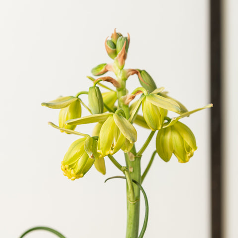 Simegarden Albuca spiralis 12 cm