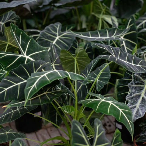 Simegarden Alocasia frydek 21 cm