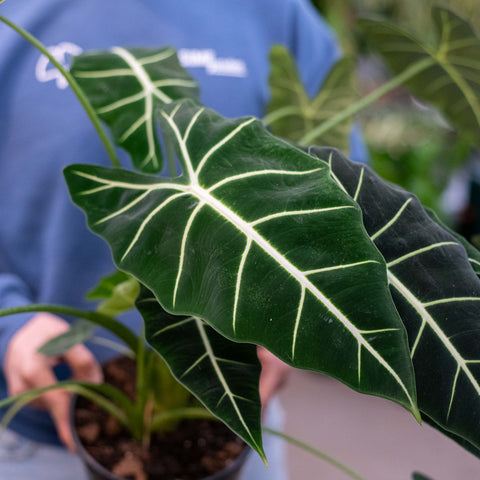 Simegarden Alocasia frydek 21 cm