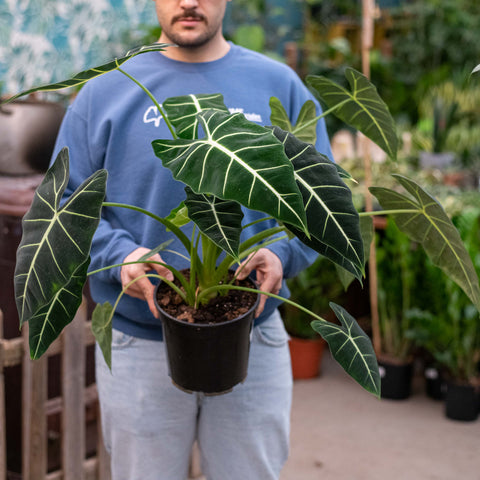 Simegarden Alocasia frydek 21 cm