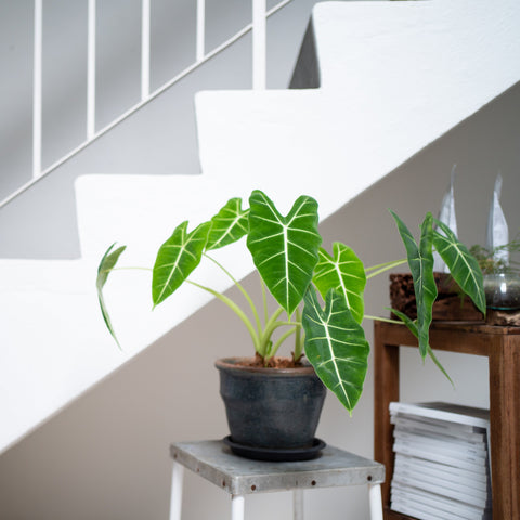 Simegarden Alocasia frydek 21 cm