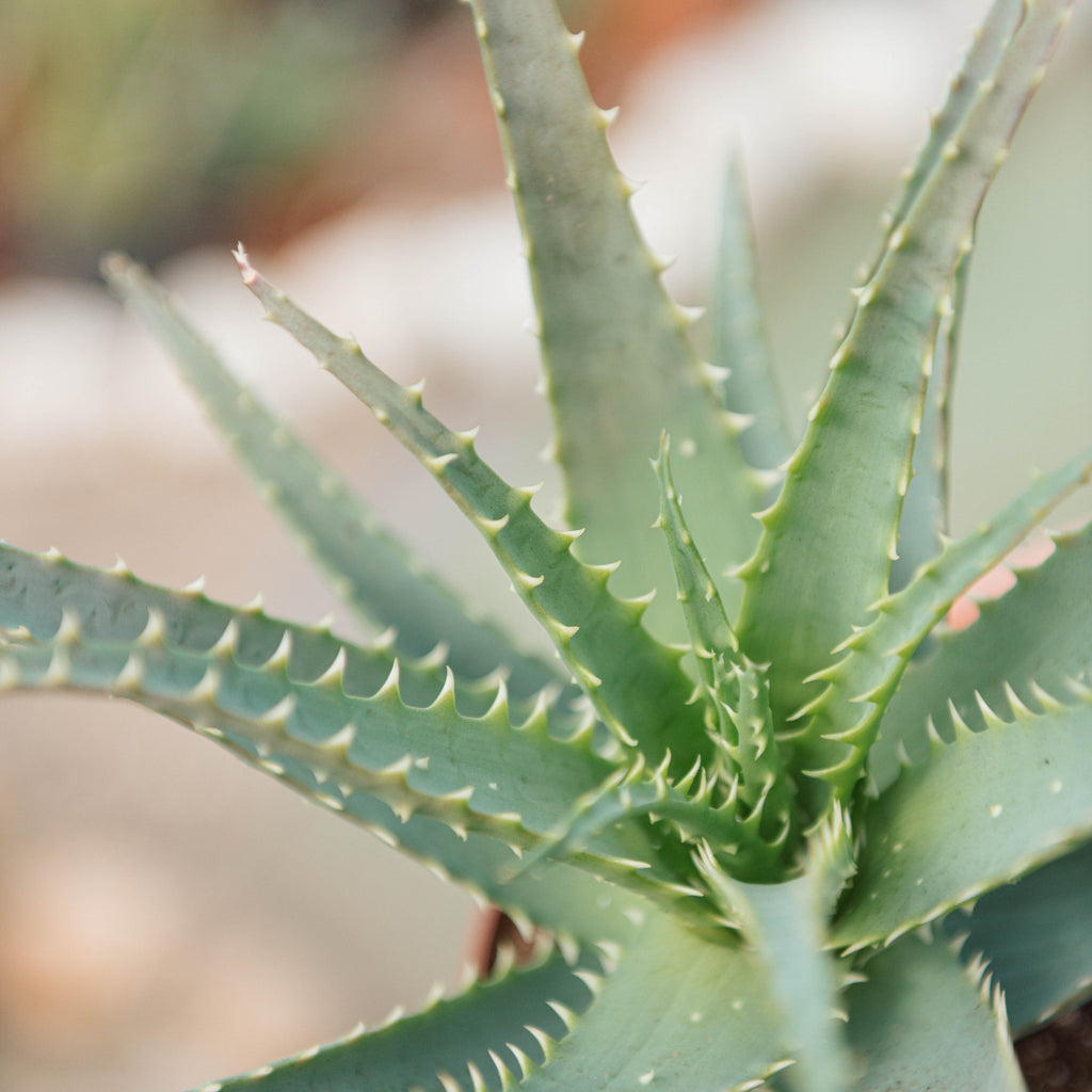 Aloe arborescens – Simegarden
