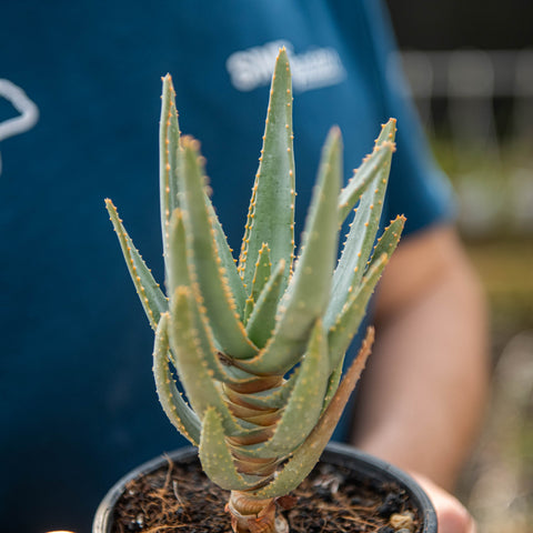 Simegarden Aloe dichotoma 13 cm