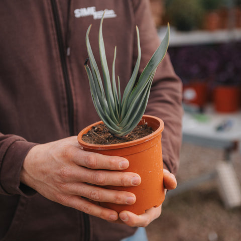 Simegarden Aloe plicatilis 12 cm