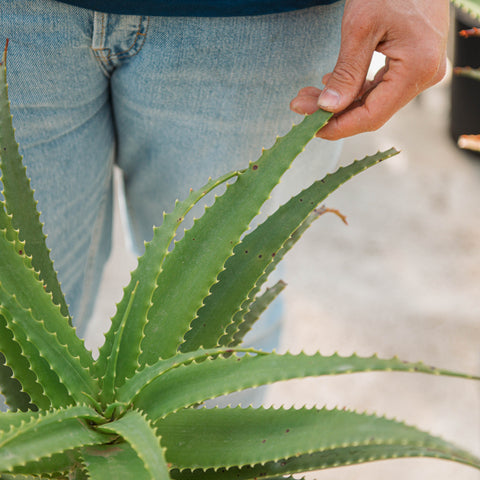 Simegarden Aloe pluridens 30 cm - ESEMPLARE XXL