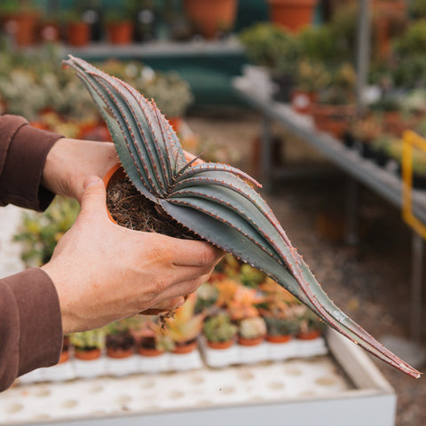 Simegarden Aloe suprafoliata 12.5 cm