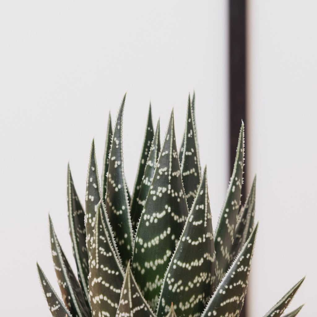 Aloe tiki thai – Simegarden