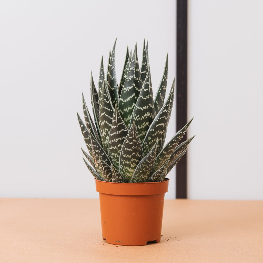 aloe tiki thai Aloe tiki thai