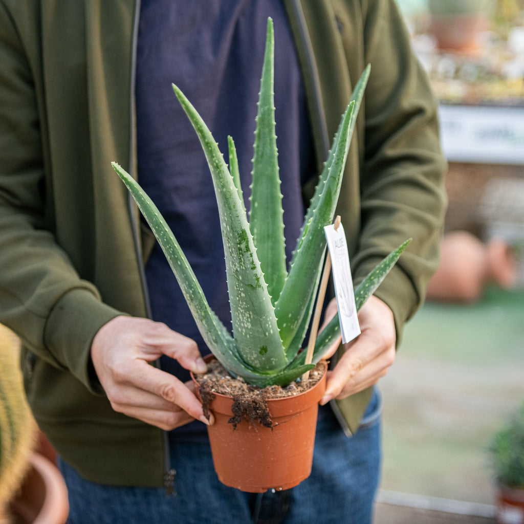 Aloe vera