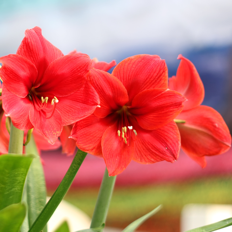 Simegarden Amaryllis rosso 12 cm / Rosso